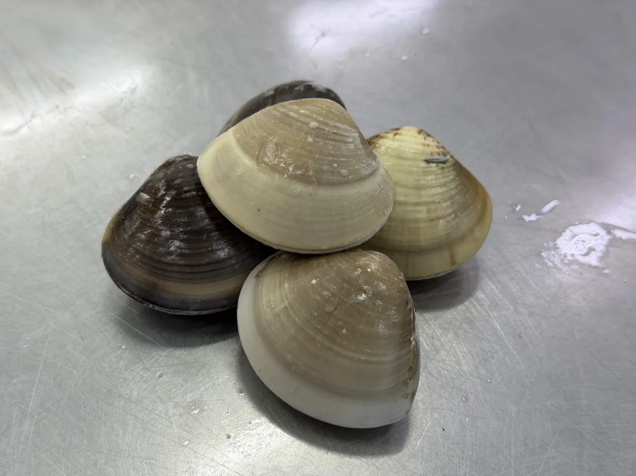 Hard Clam view 2